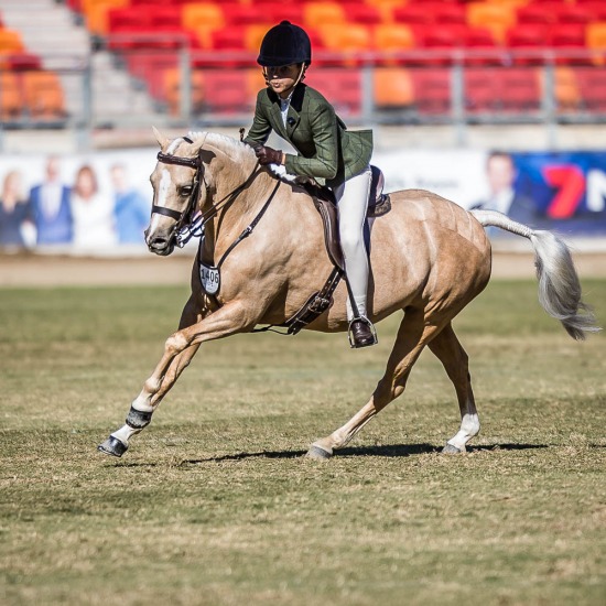 Portfolio Sydney Royal Easter Show 2018 Www Stephenmowbrayphotography Com