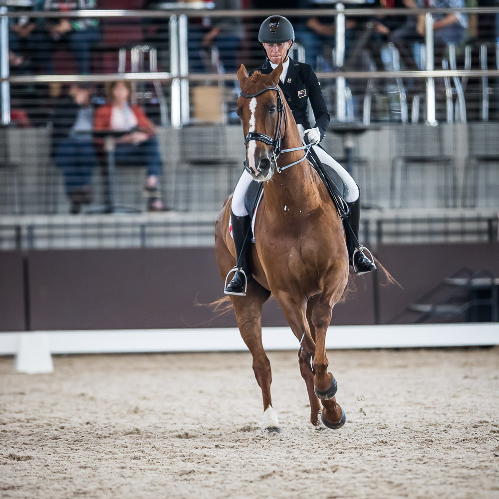 WENDI WILLIAMSON PORTFOLIO WILLINGA PARK DRESSAGE BY THE SEA 2020