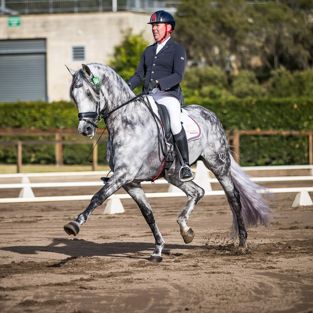 PORTFOLIO DRESSAGE SYDNEY CDLITE 2021 www