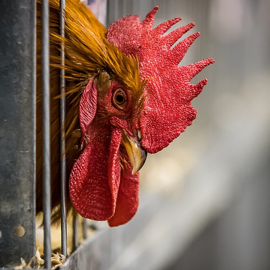 SYDNEY ROYAL EASTER SHOW 2021