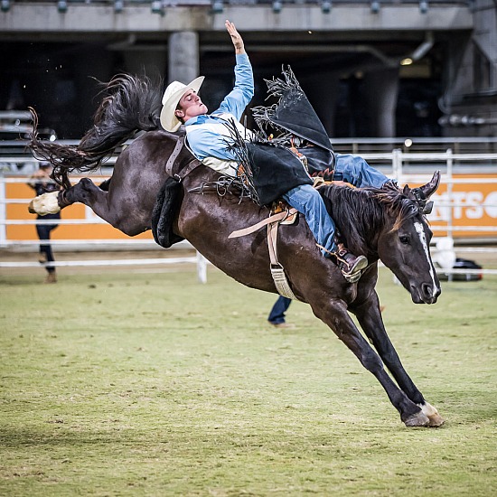 FEDERATION RODEO RD 5