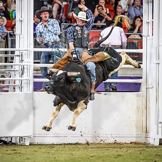 FEDERATION RODEO RD 6