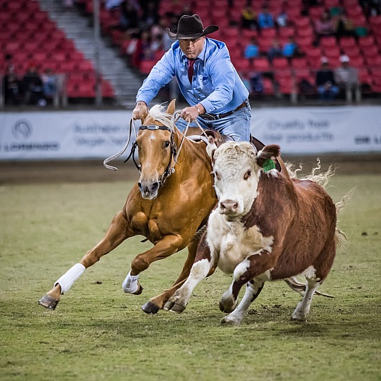 WORLD CHAMPIONSHIP CAMPDRAFT RD 6