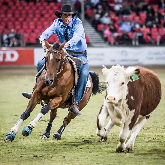 WORLD CHAMPIONSHIP CAMPDRAFT RD 5