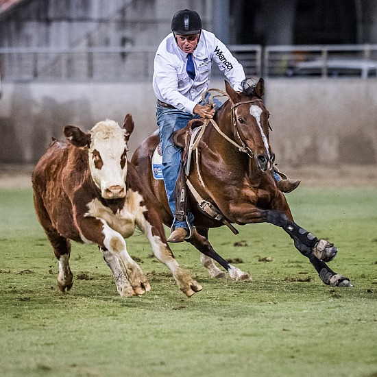 WORLD CHAMPIONSHIP CAMPDRAFT RD 4