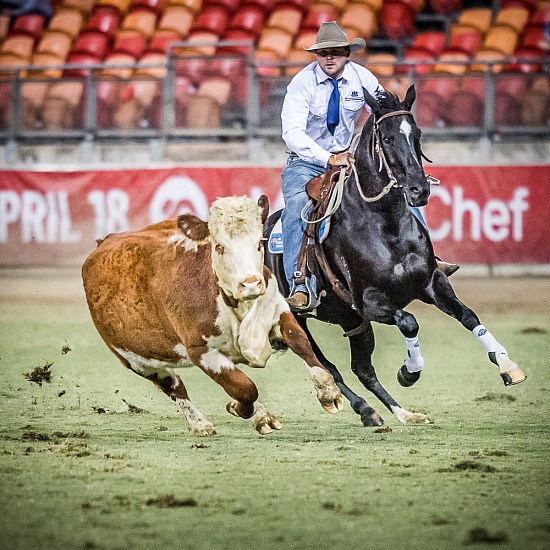 WORLD CHAMPIONSHIP CAMPDRAFT RD 5