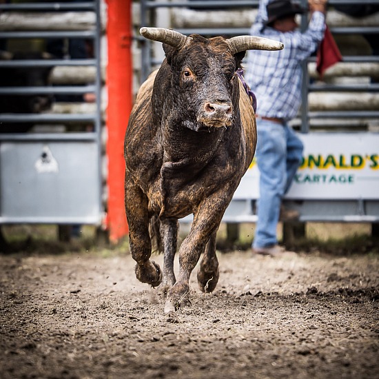 GISBORNE RODEO 2023