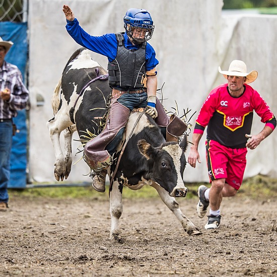 NOVICE STEER RIDE