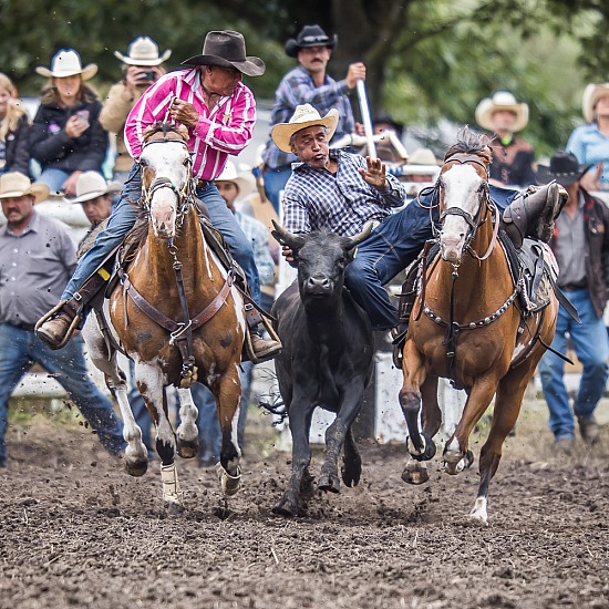 STEER WRESTLING