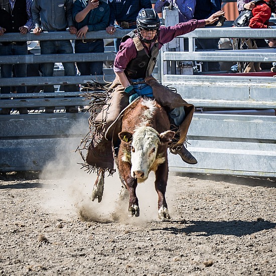 NOVICE STEER RIDE