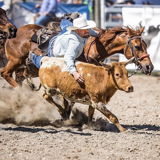 STEER WRESTLING