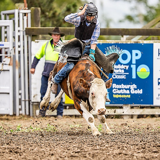 NOVICE STEER RIDE