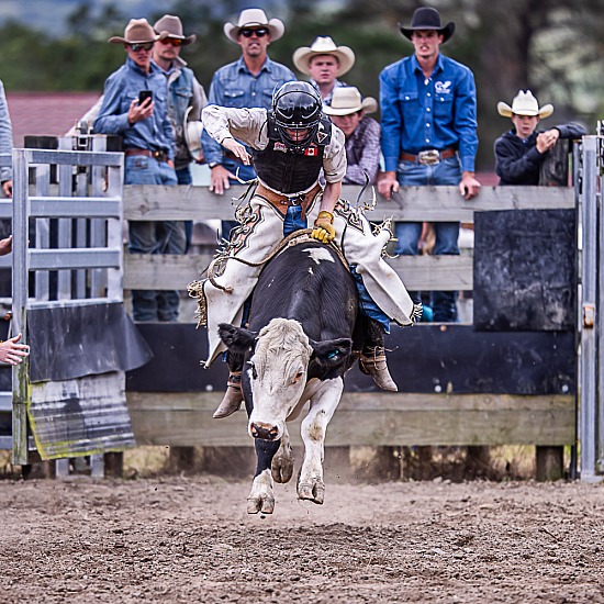 NOVICE STEER RIDE