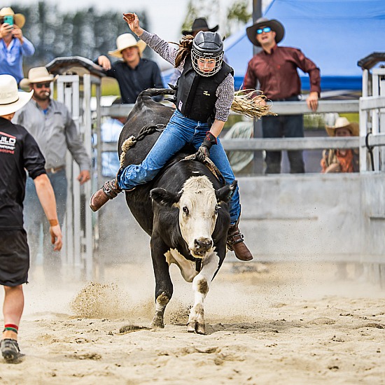 NOVICE STEER RIDE