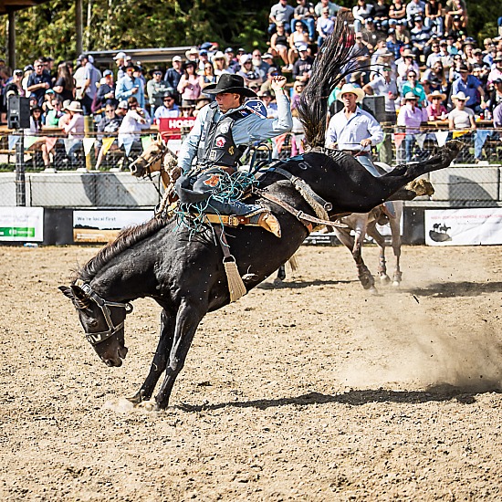 SADDLE BRONC