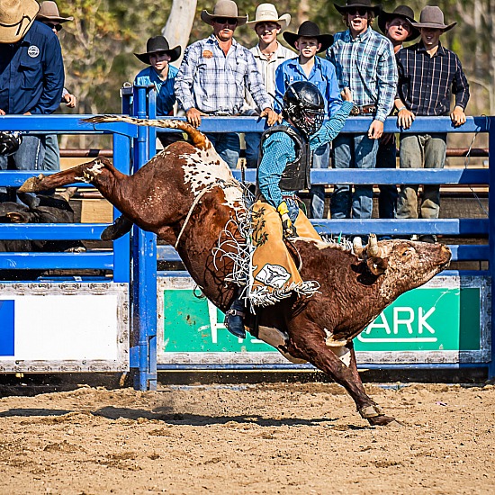 BULL RIDE - JUNIOR