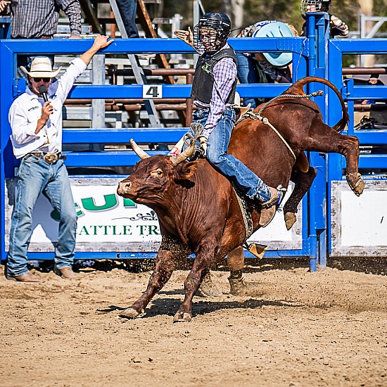 MINI BULLS 11YO - 15YO