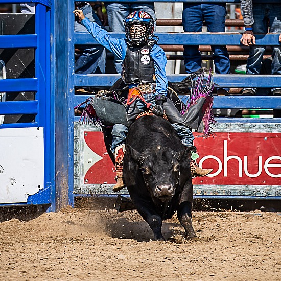 MINI BULLS 11YO AND UNDER