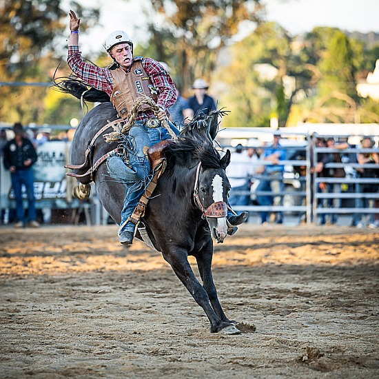 SADDLE BRONC
