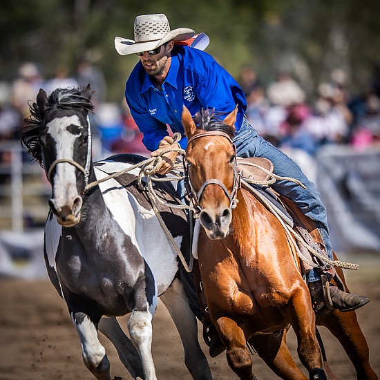 OPEN WILD HORSE CATCH