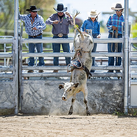 PORTFOLIO - RODEO - OBERON BULL FUTURITY 2025 - www ...